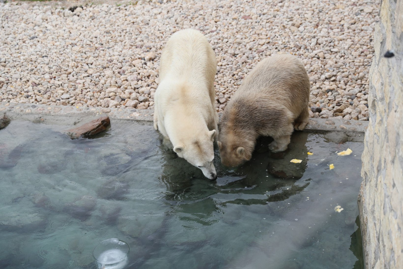 SUUR GALERII JA VIDEO | Loomaaed sai jääkarumaailma, karud juba möllavad!
