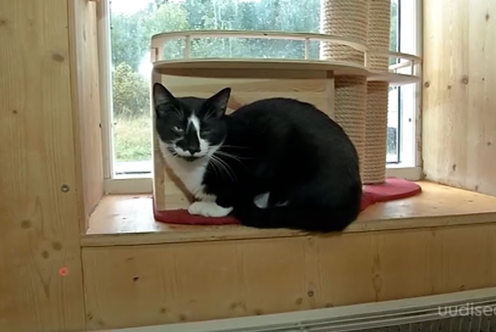 TV3 VIDEO | Musta kassi kuu! Oktoobris on võimalik adopteerida must kass loovutustasuta