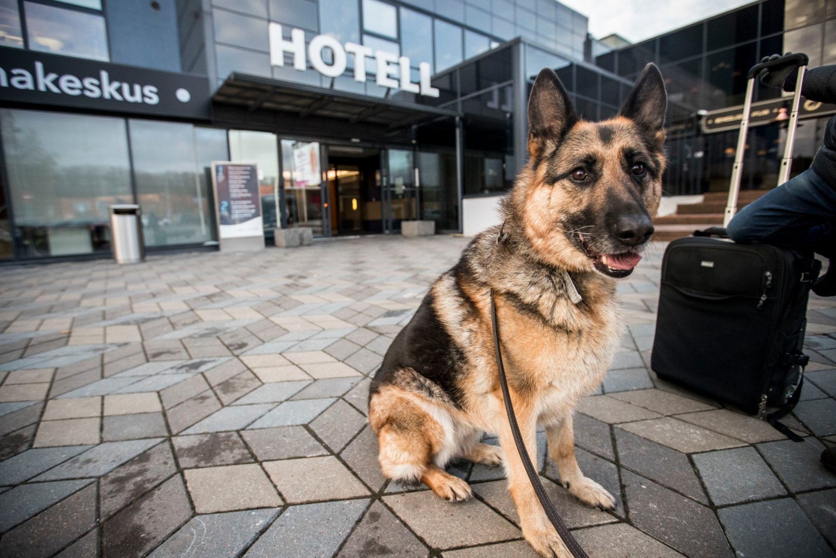 Veemõnula, kino ja hotell: kuhu võib koera kaasa võtta?