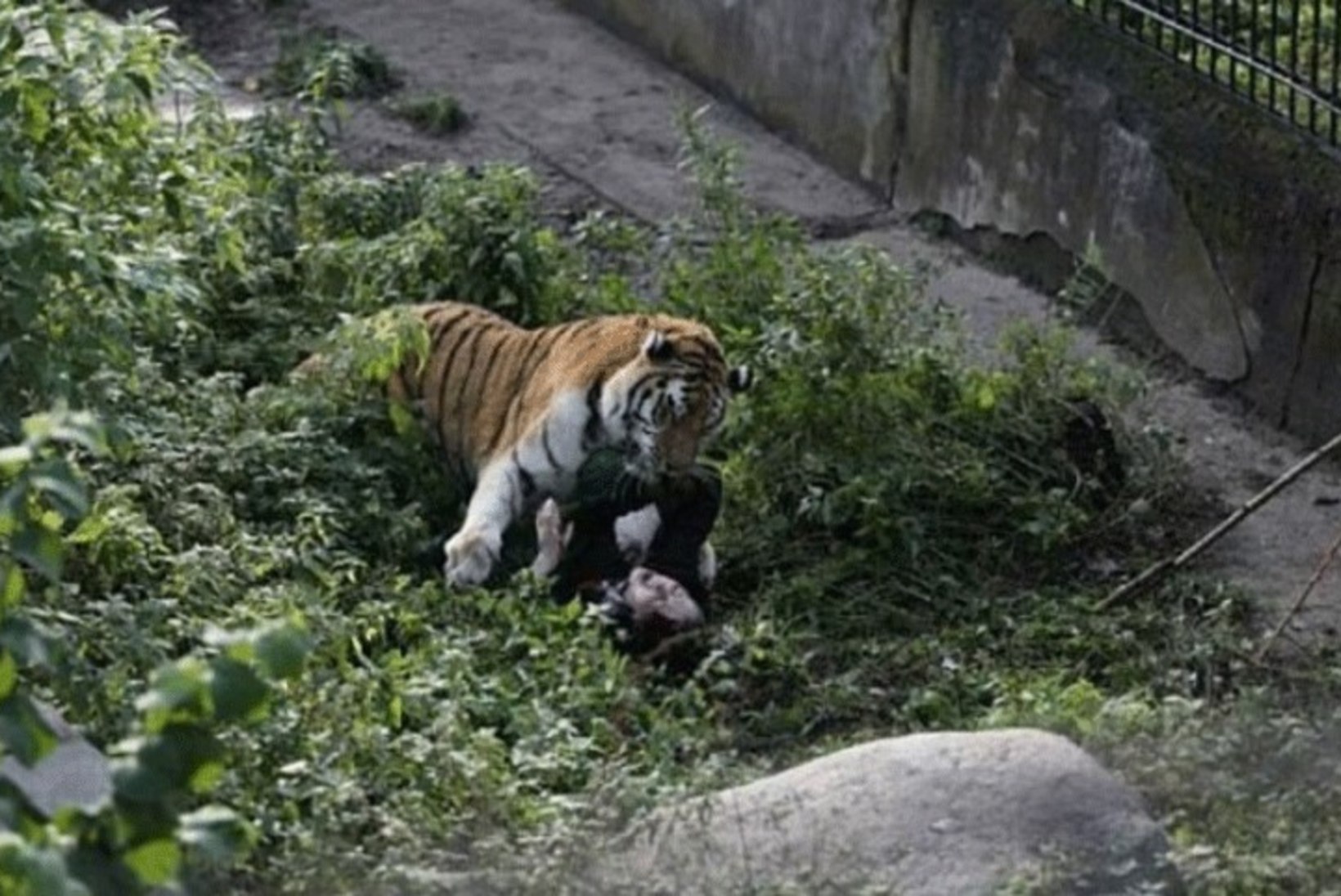 Kaliningradi loomaaias tiigri küüsi sattunud talitaja meenutab rünnakut