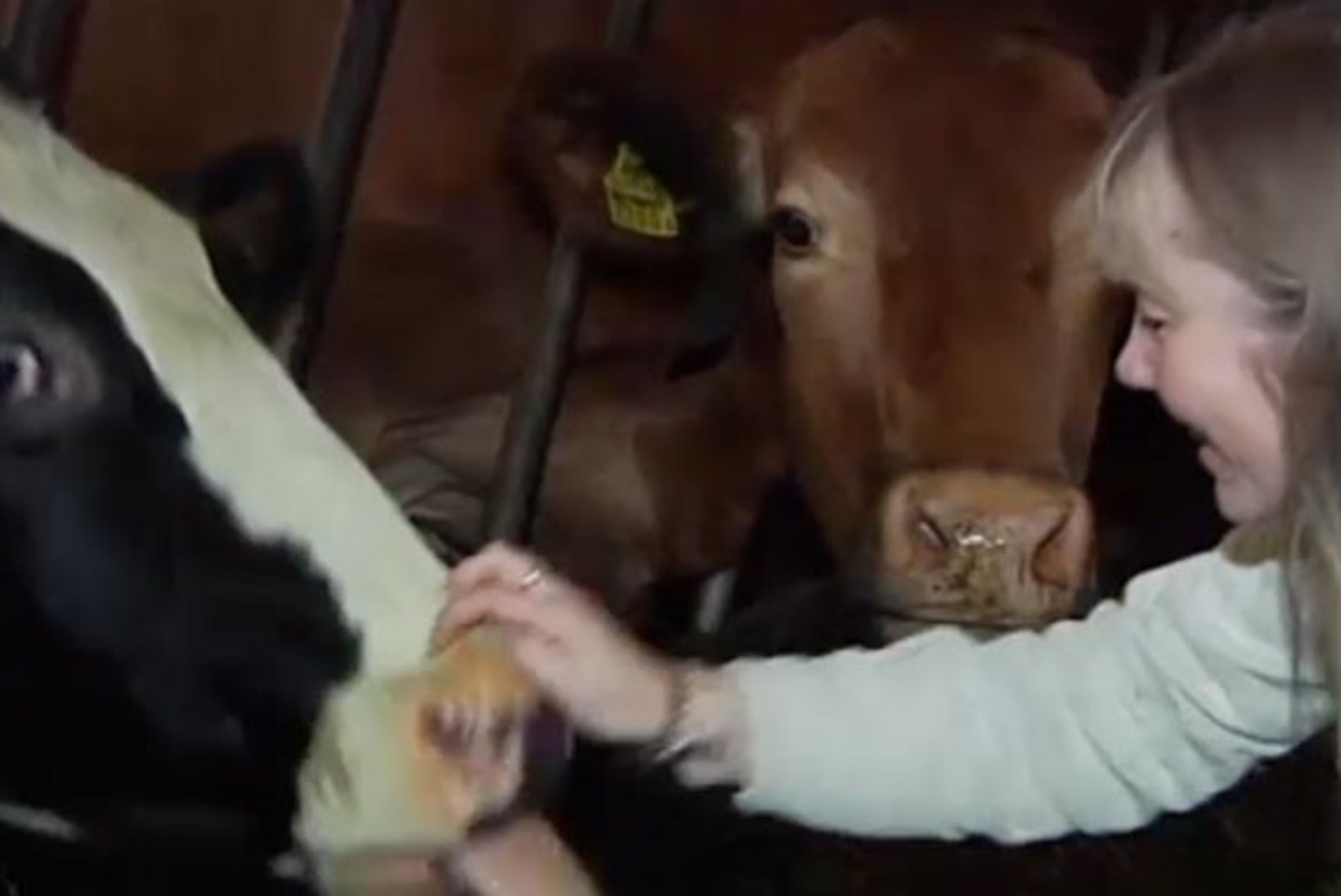 TV3 VIDEO | Perenaine: juust on maitsev tänu õnnelikele lehmadele!