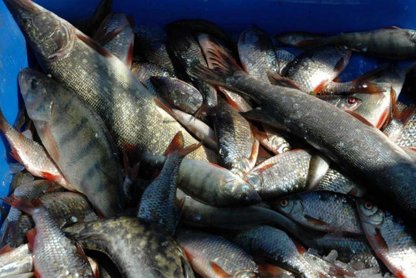 Kutselise kalapüügi korraldamise tegevustega seoses toimub detsembrist oluline muudatus