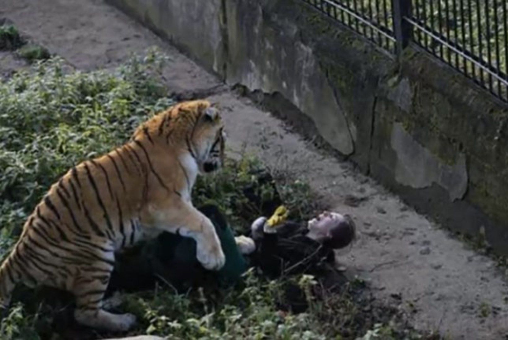 VIDEO | Kaliningradi loomaaias ründas tiiger talitajat