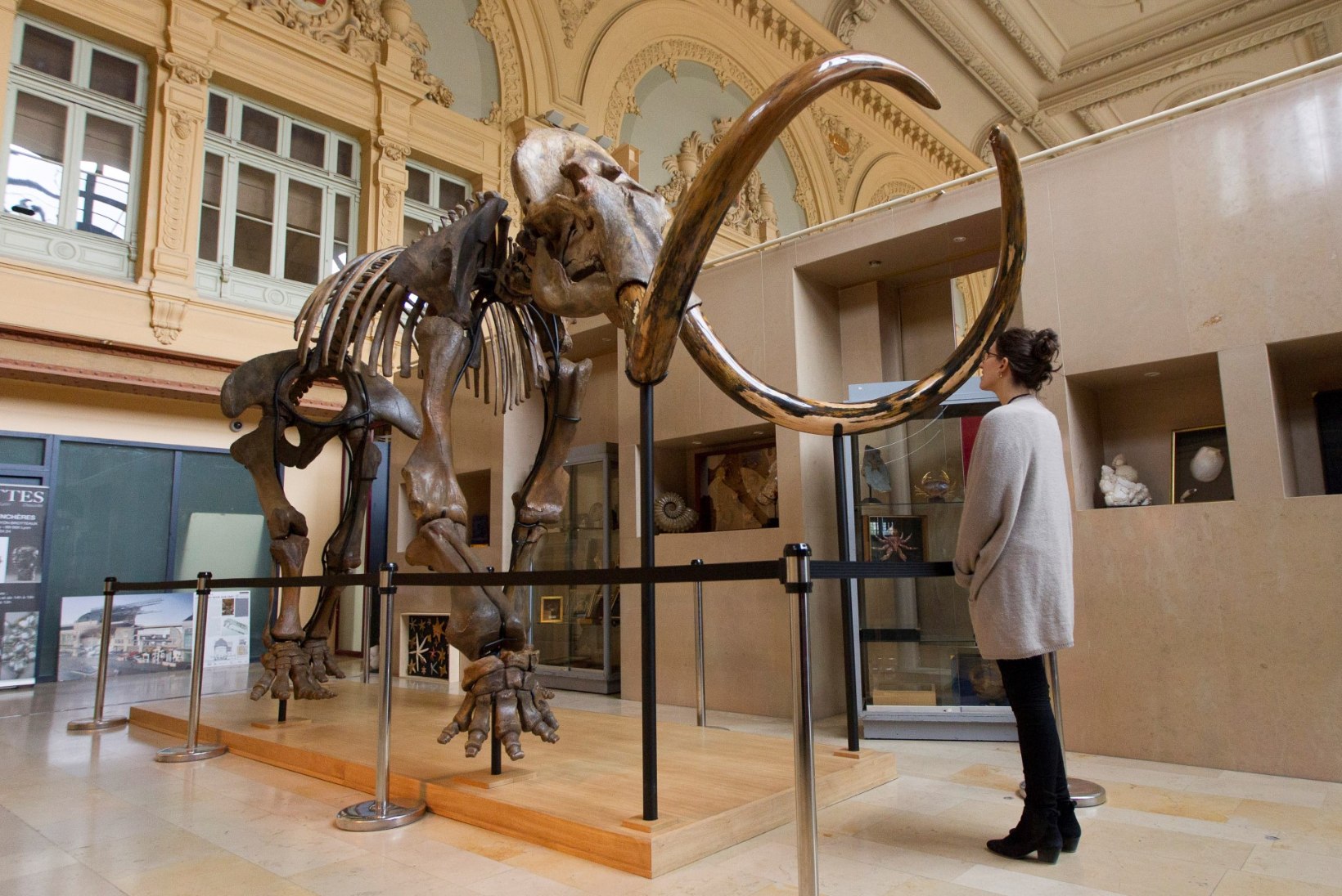 Haruldane mammutiskelett müüdi enam kui 500 000 euro eest