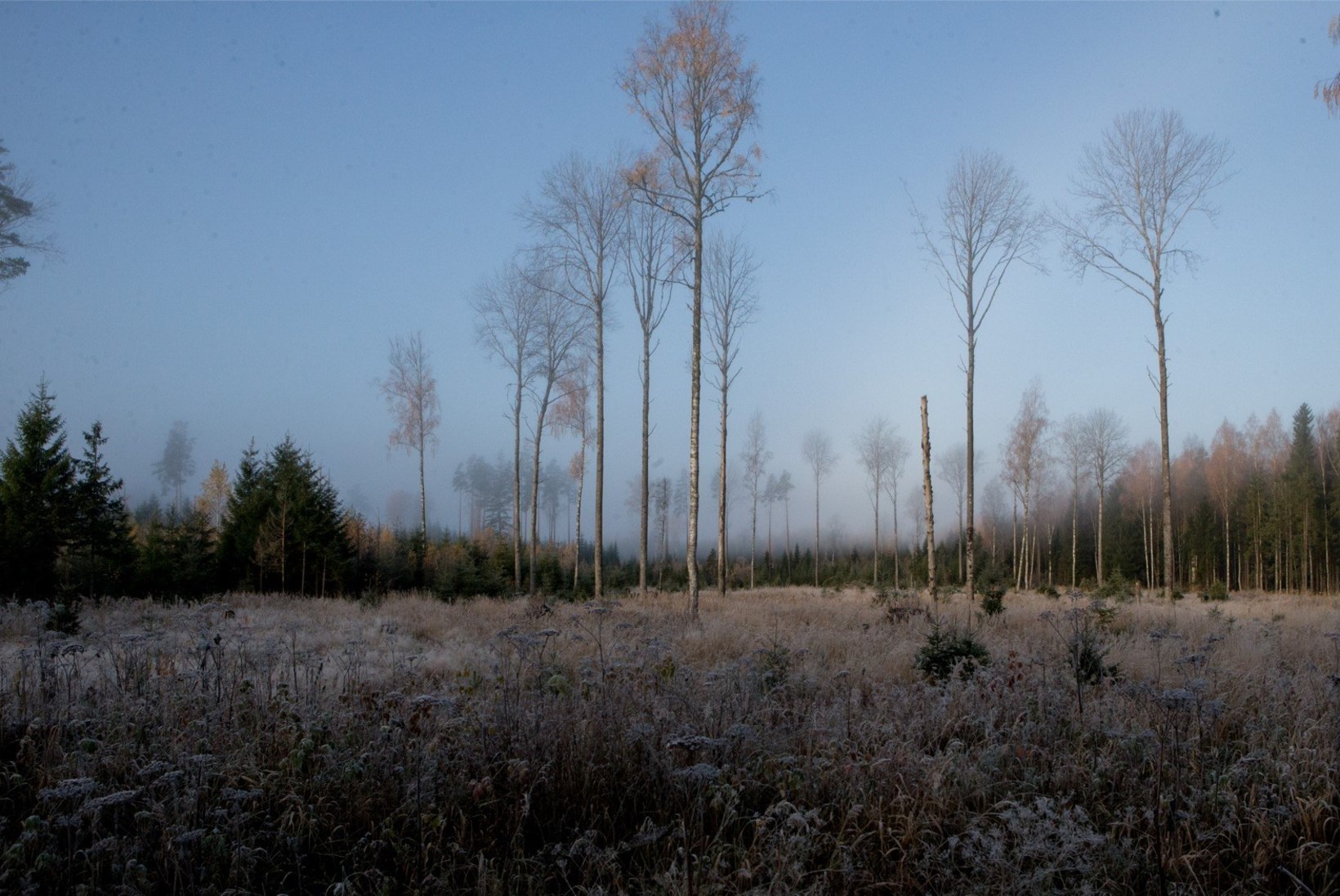 VIDEO | Eesti metsanduse arengukavas raiemahtude suurenemist ei tule