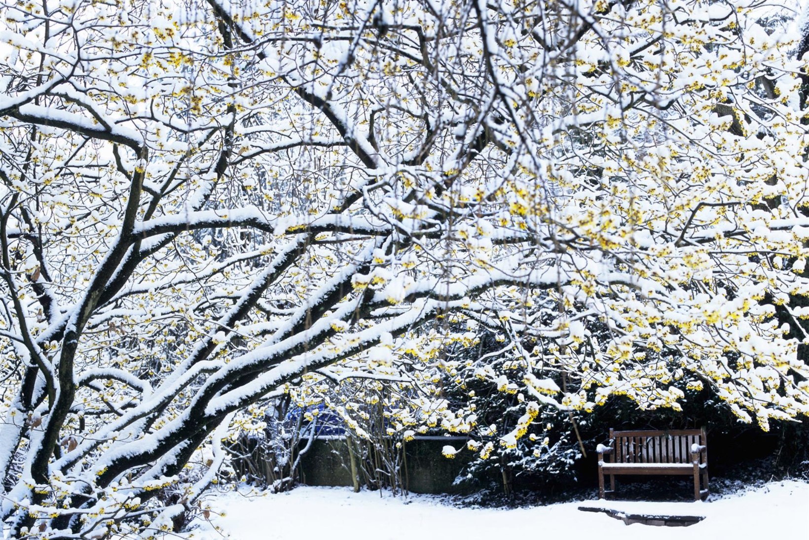 Lumega või lumeta: meelespea, kuidas erinevate talvede puhul oma aiaga ümber käia 