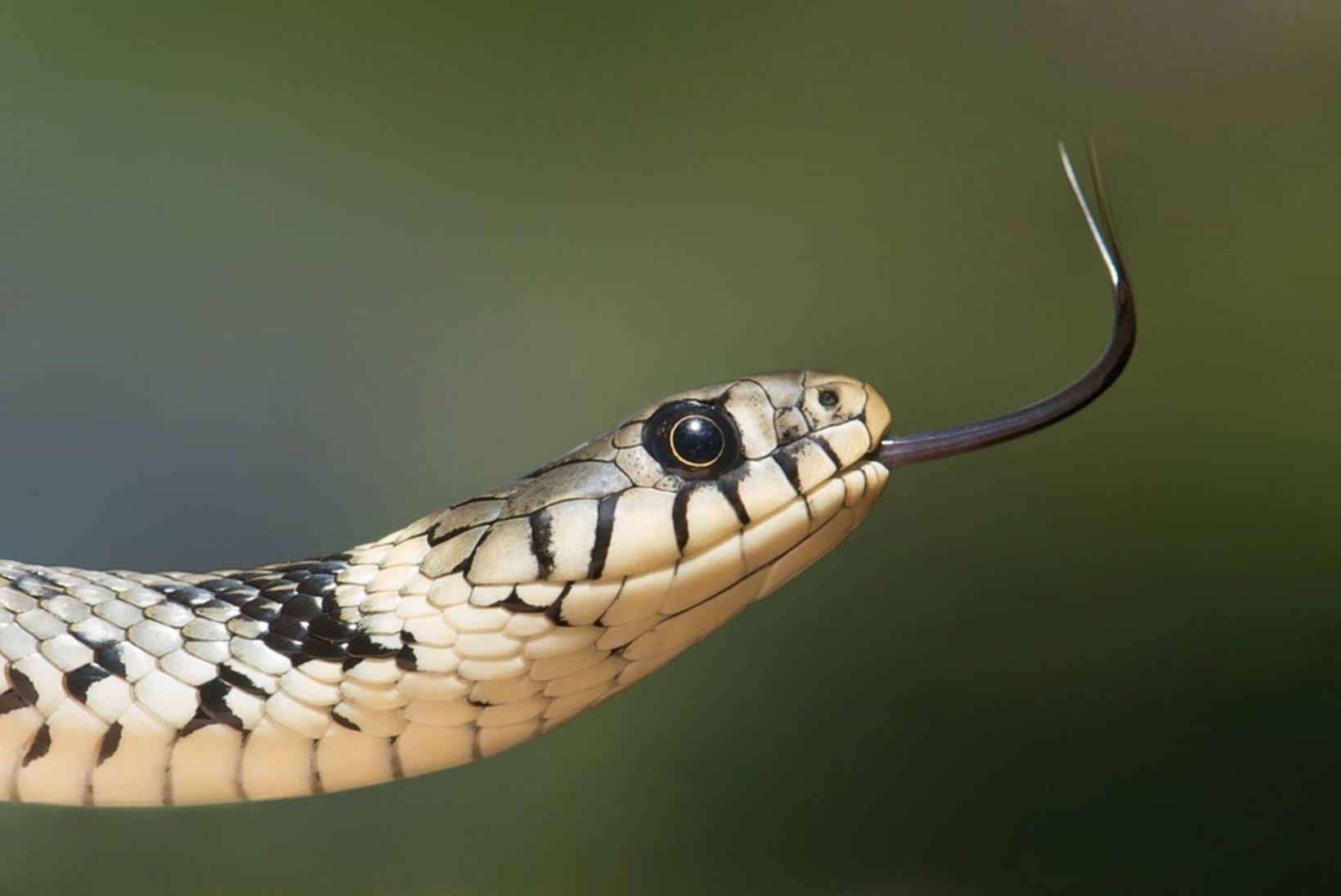 Seentõbi võib maod mitmel pool välja suretada