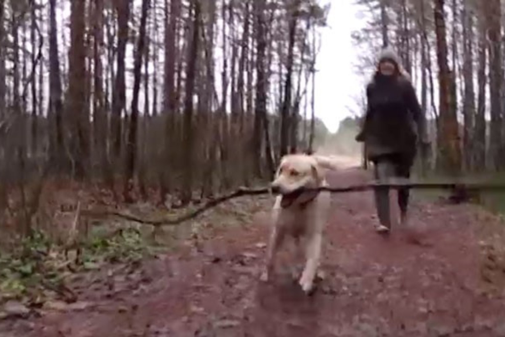 TV3 VIDEO | Raadiohääl Pille Minevist sai koeraomanik tänu mehele: mina olen hea jalutaja, tema hea õpetaja