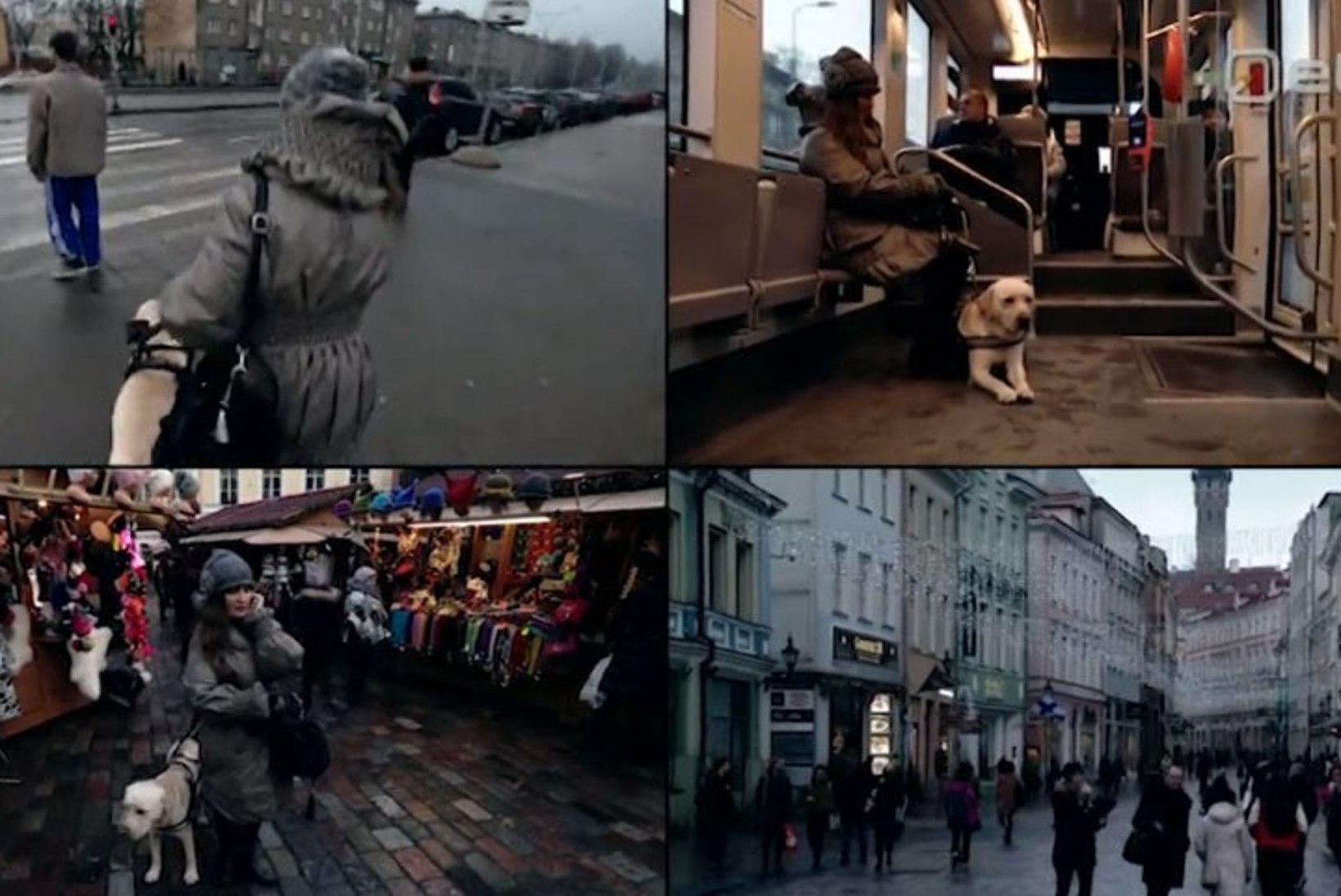 VIDEO | Vaata, kuidas liigub pime inimene koos juhtkoeraga Tallinna tänavatel