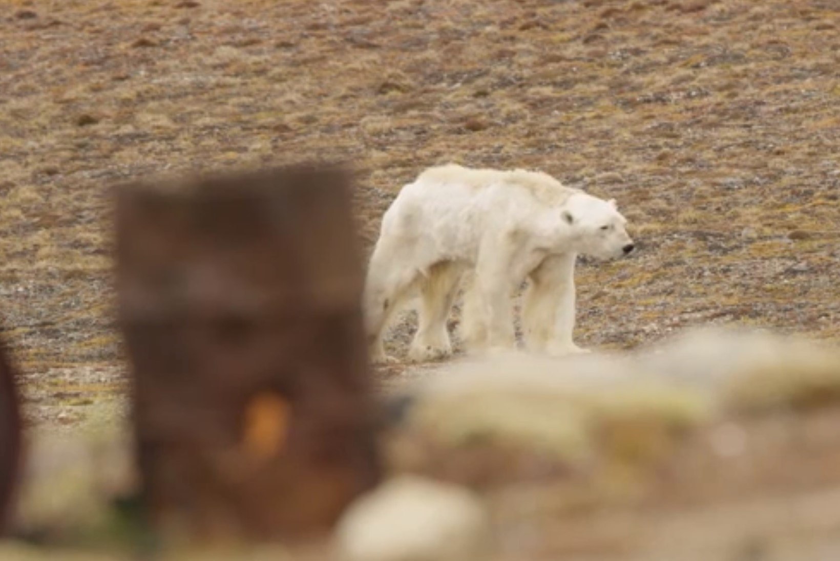 VIDEO | Jääkarud nälgivad kliima soojenemise tõttu
