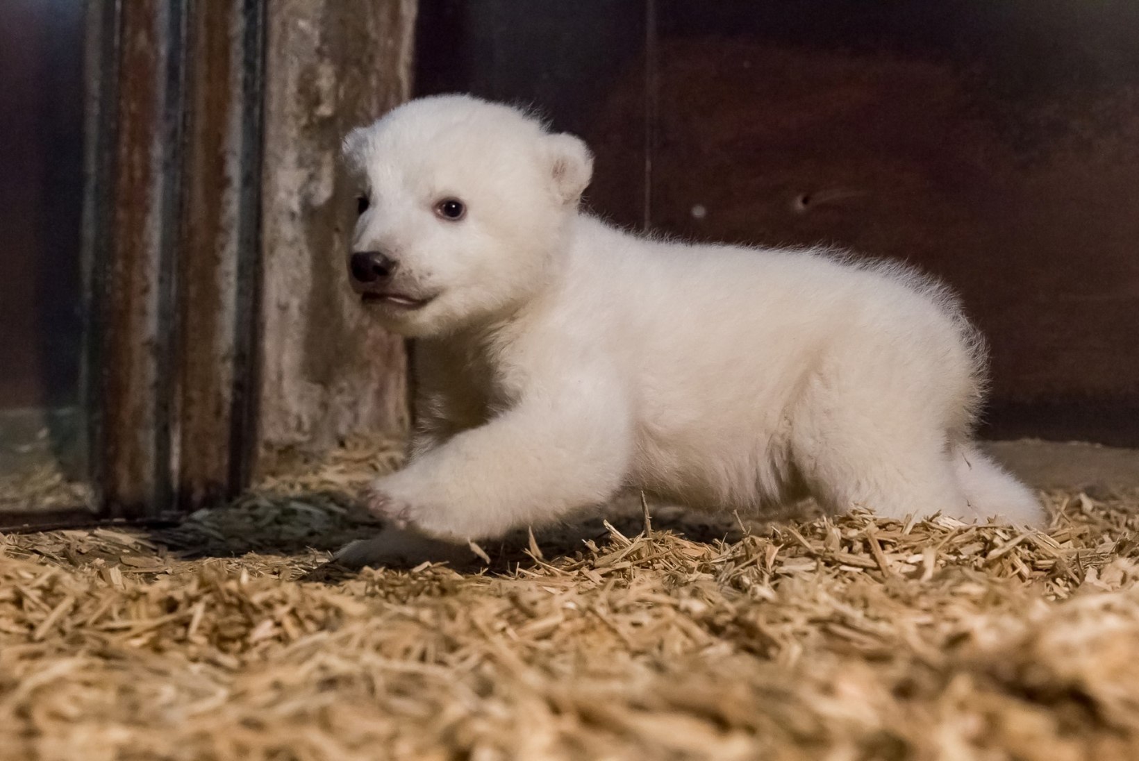 Berliini loomapargis sündinud jääkarubeebi sai nimeks Fritz