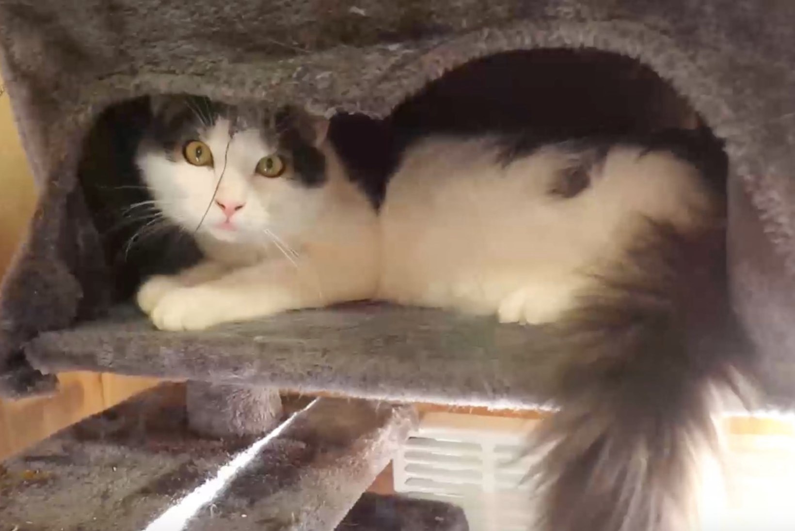 ÕHTULEHE VIDEO | Koduotsija: Varjupaiga kassipoegade toas ootab kodu kümme lustlikku kassilast!