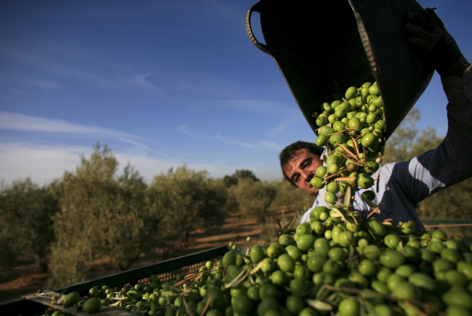 HINNAD LAKKE! Oliivide kehv saak tõstab õli hinda