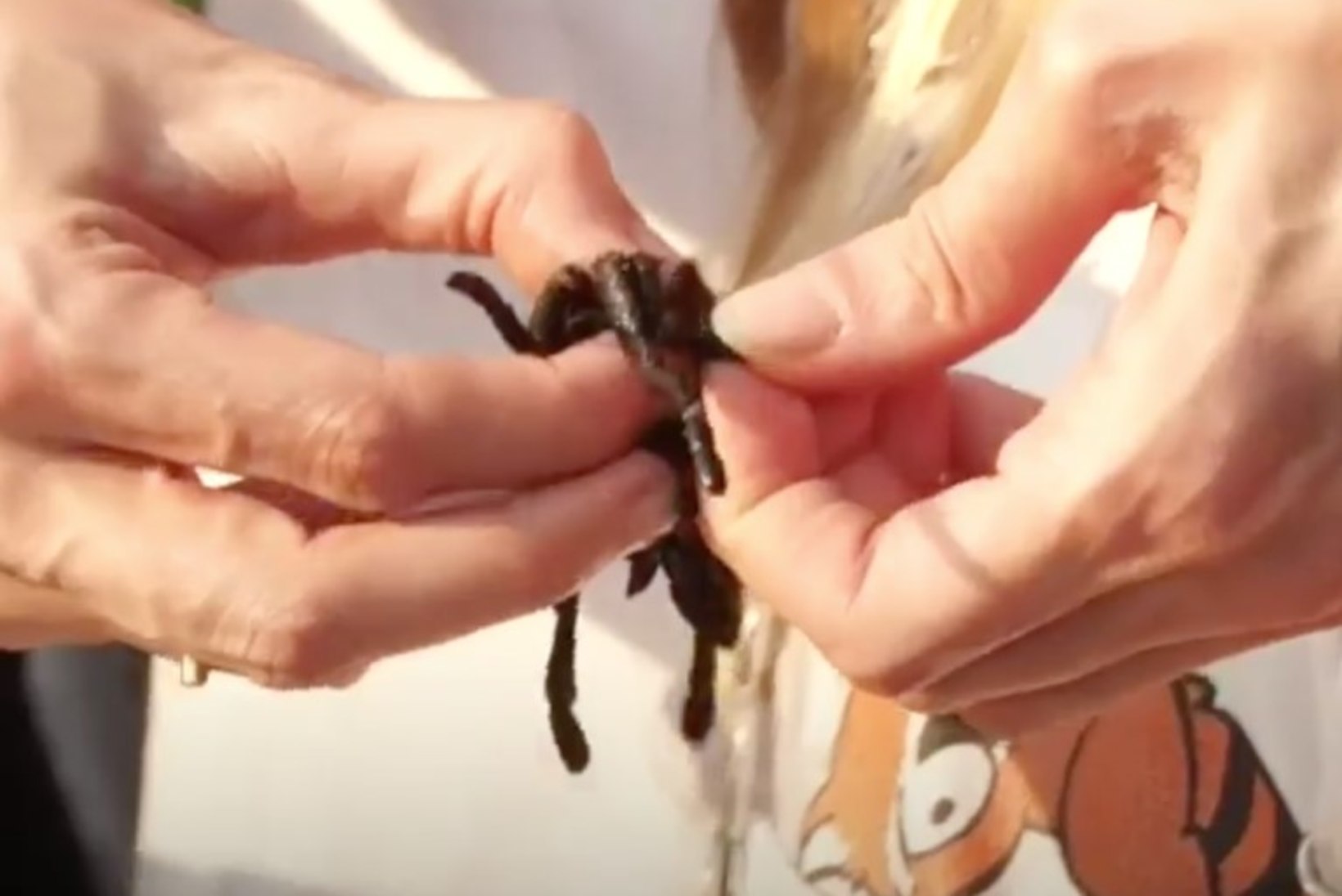 JUBE! Angelina Jolie sööb oma lastega Kambodžas reisil olles ämblikke!