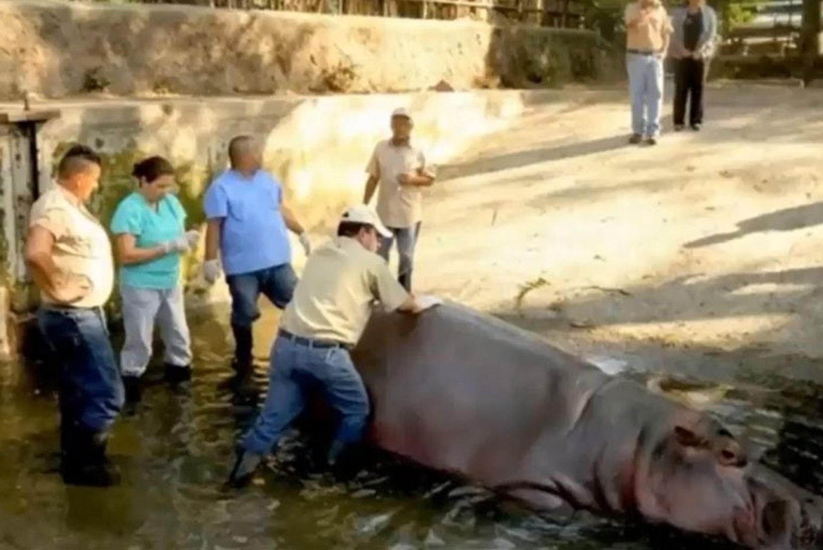 NURKA SURUTUD LOOM: loomaaia lemmik Gustavito peksti jõhkralt surnuks