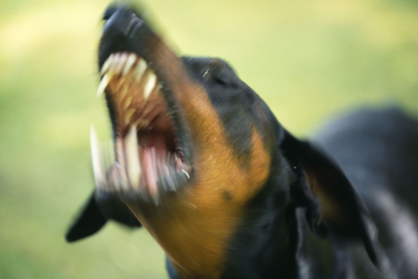MEHELIKUD OSKUSED: kuidas võidelda ründava koeraga?