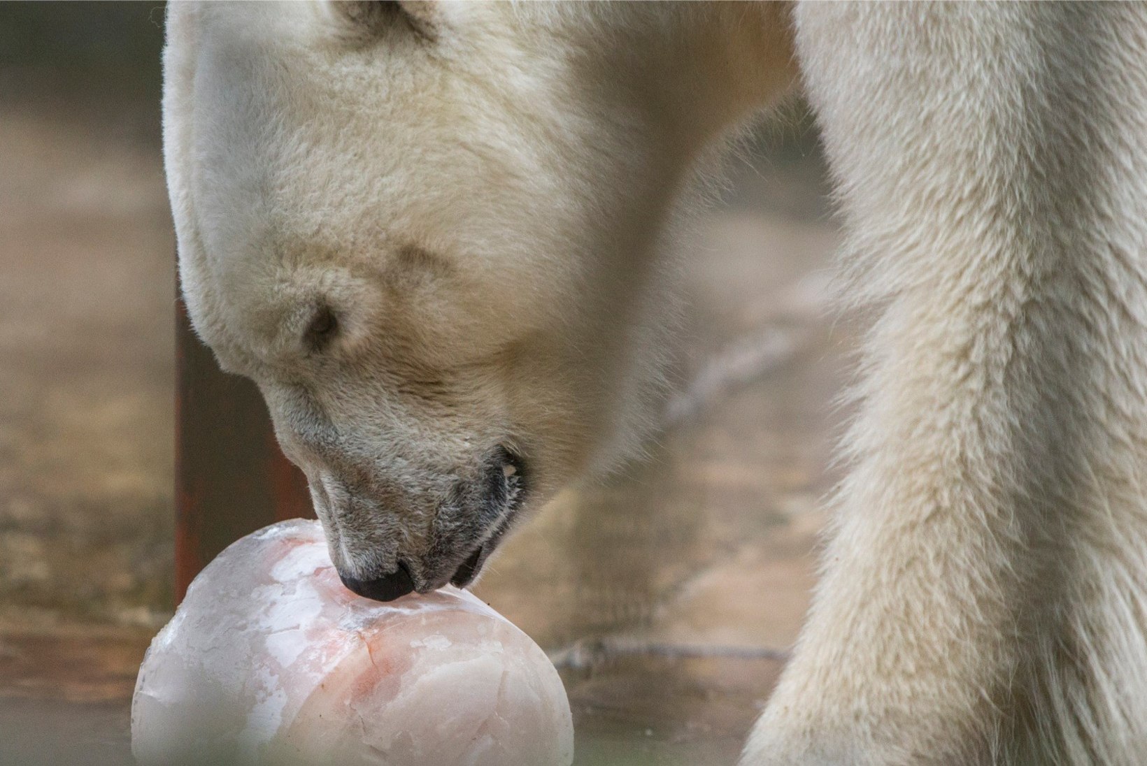 PAKU OMA VARIANT! Loomaaed otsib nunnule jääkarupojale nime