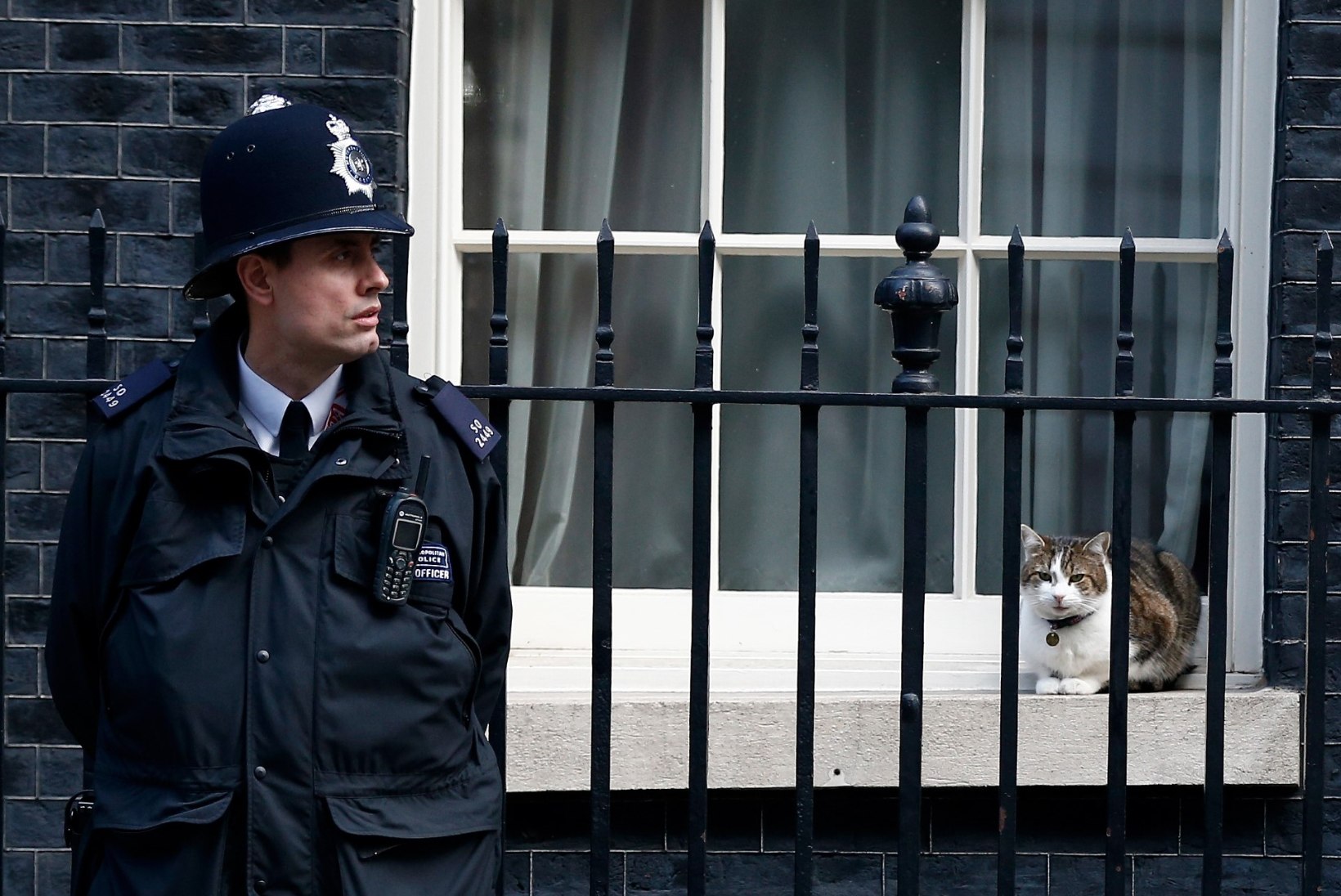 Suurbritannia valitsushoones elav kass lööb ajakirjanduses pea sama palju laineid kui Theresa May