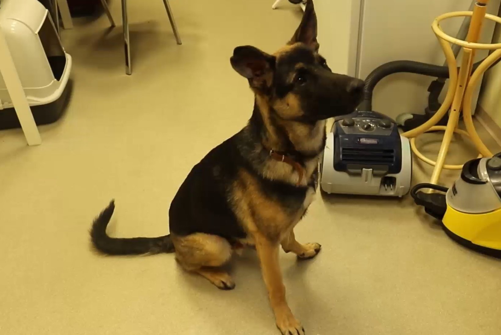 ÕHTULEHE VIDEO | KODUOTSIJA: rõõmsameelne ja sõbralik koer Austin otsib aktiivse eluviisiga omanikku