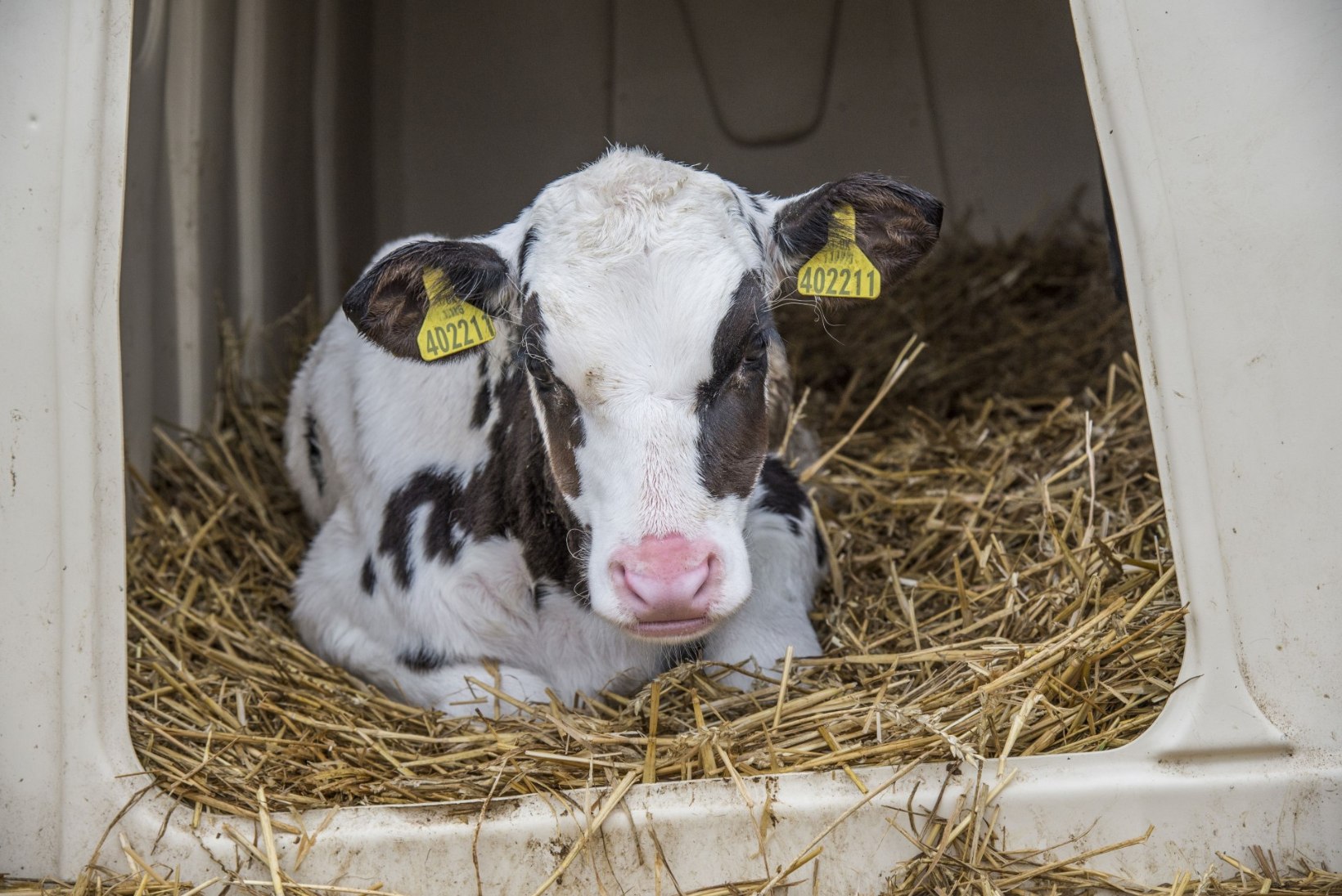 VIDEO | Marks & Spencerit piimaga varustav farm peab noorloomi sellisets õudsetes tingimustes