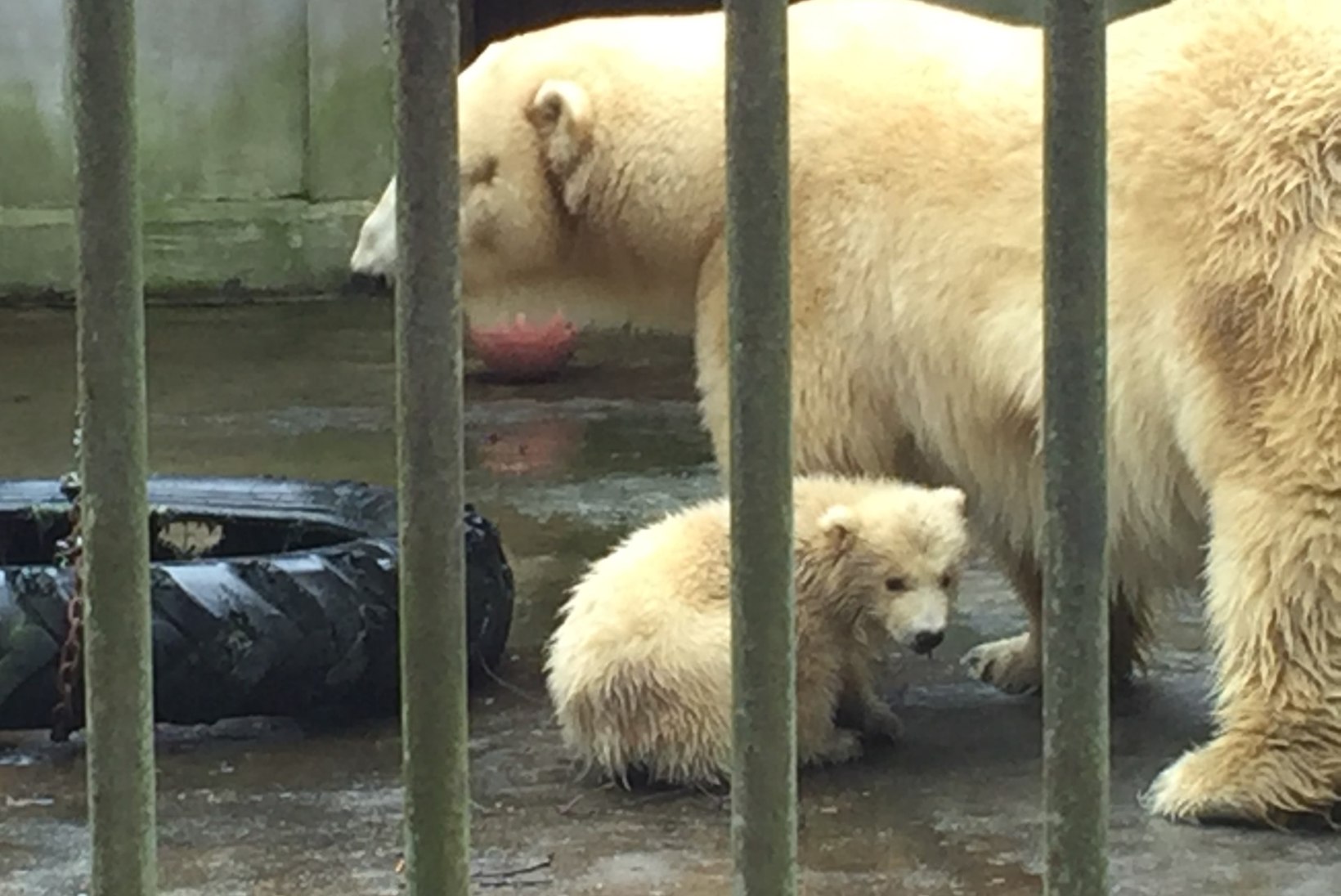 VIDEO | Kolmekuune jääkarupoeg lustis Tallinna loomaaias