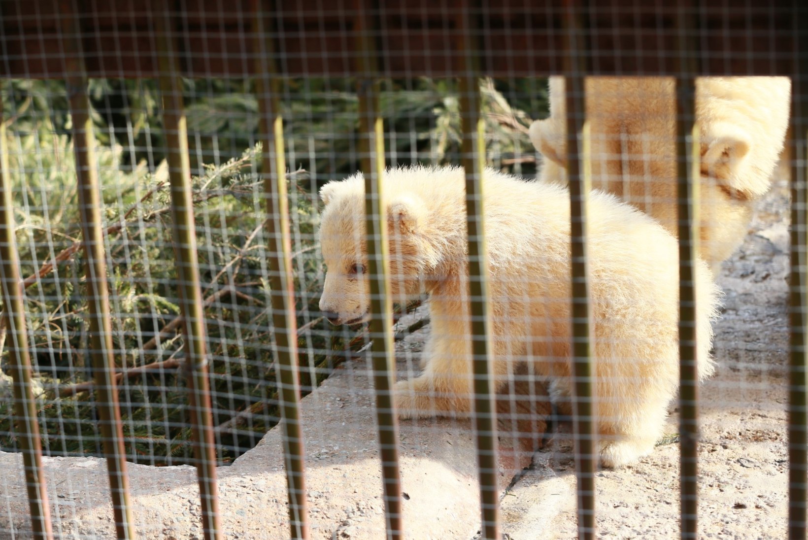 GALERII JA VIDEO | Jääkarubeebi uudistab Tallinna loomaaias maailma