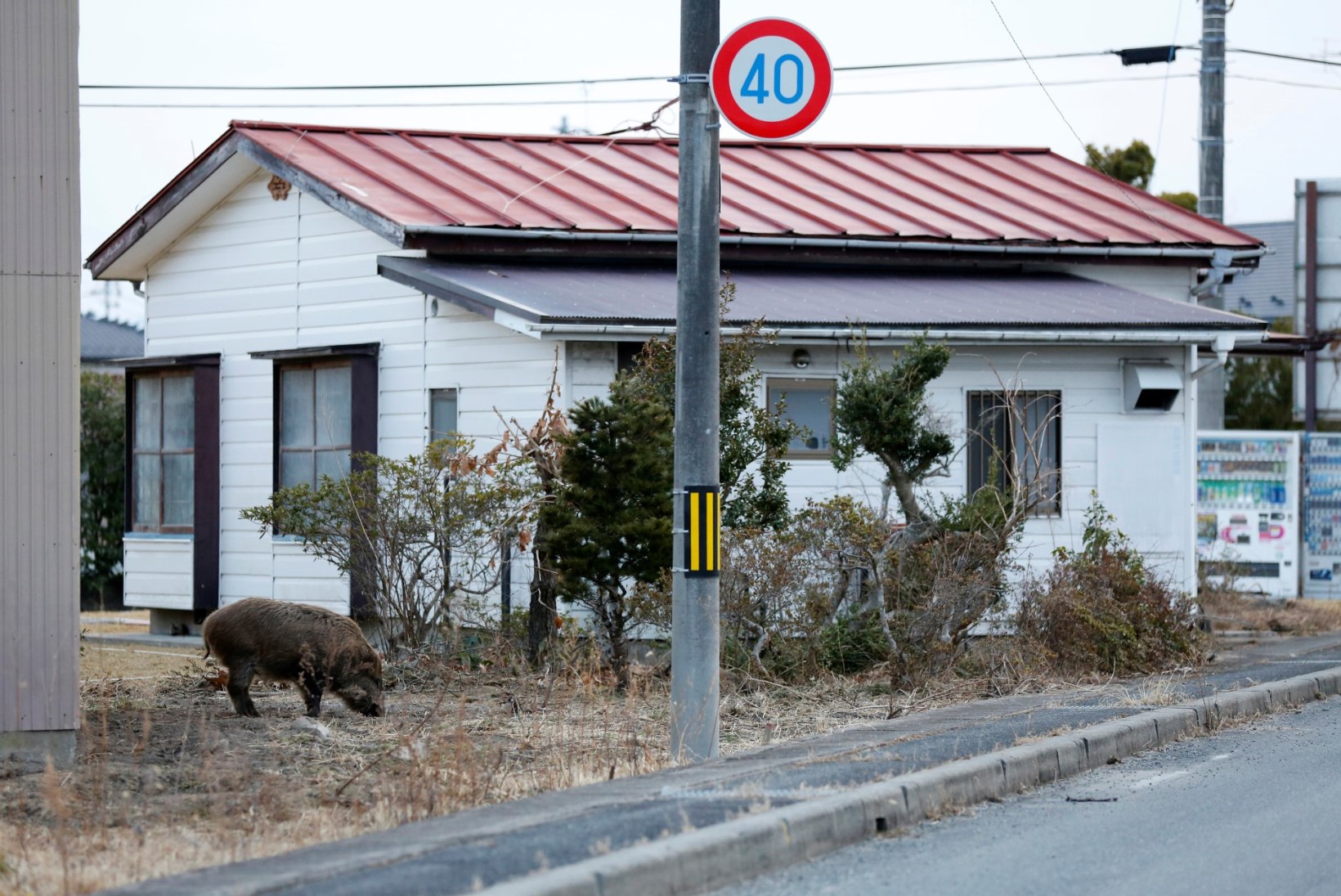 VIDEO | Fukushima piirkonnas asuvatesse linnadesse on siginenud metssead