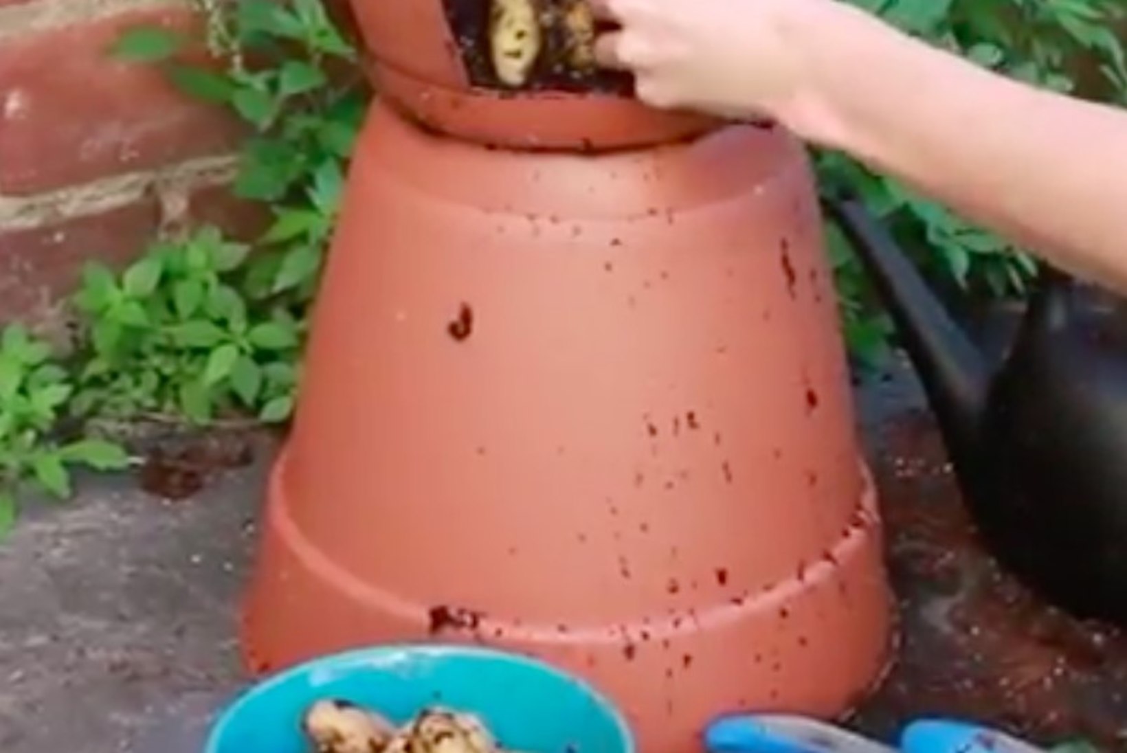 VIDEO! Kuidas kasvatada suures lillepotis kartuleid