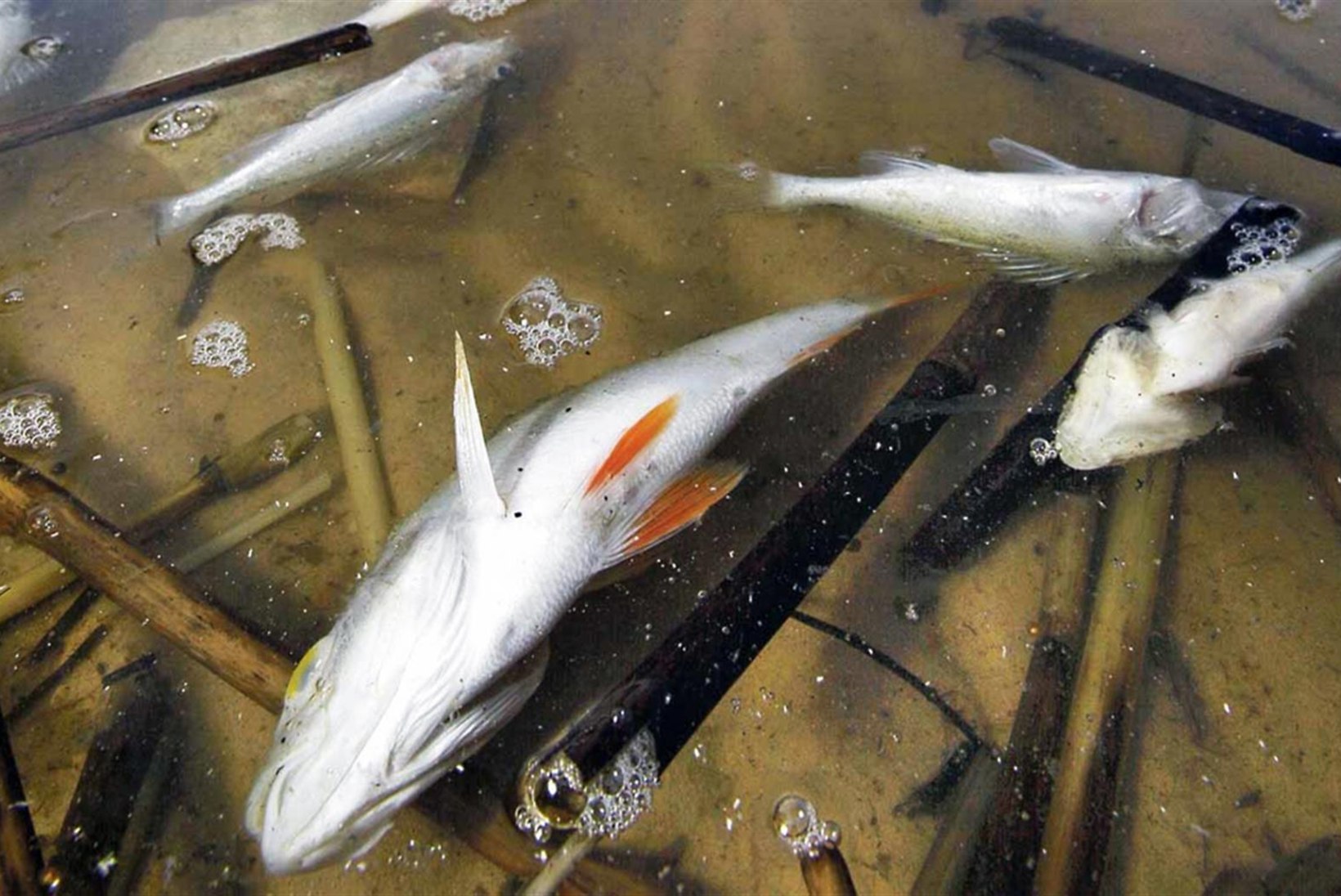 Arvo Tuvikene: kas surnud kala lõhn peletab teisi kalu eemale?