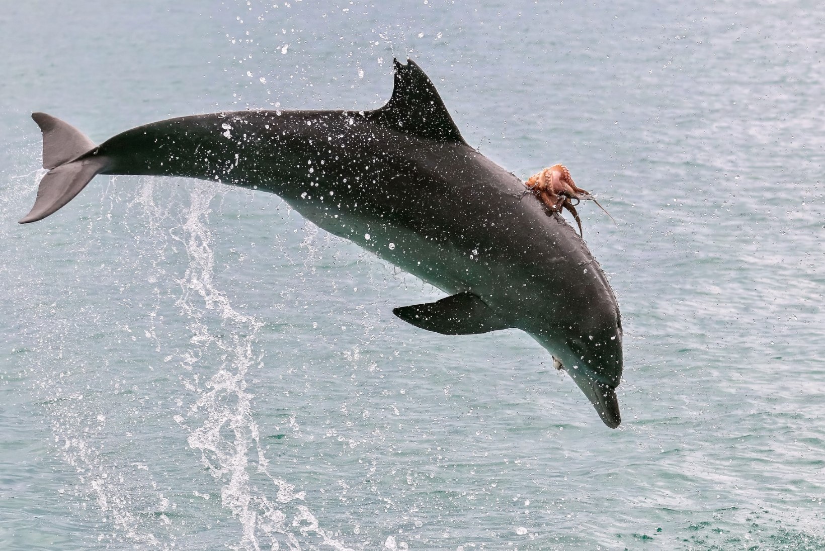 FOTOD | HARULDANE VAATEPILT: kaheksajalg klammerdus delfiini külge