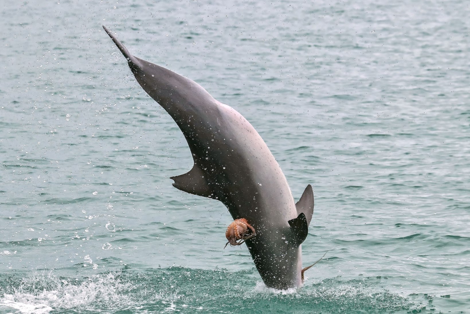 FOTOD | HARULDANE VAATEPILT: kaheksajalg klammerdus delfiini külge