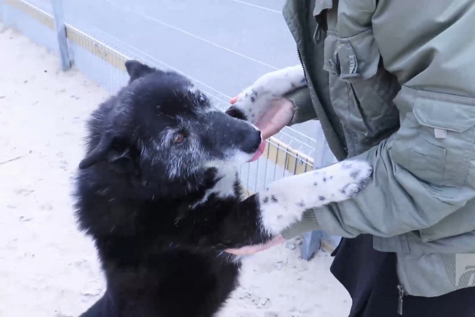 ÕHTULEHE VIDEO | Koduotsija: laikalaadne koer Venta otsib armastavat inimest, kes tema pehmet karva paitaks