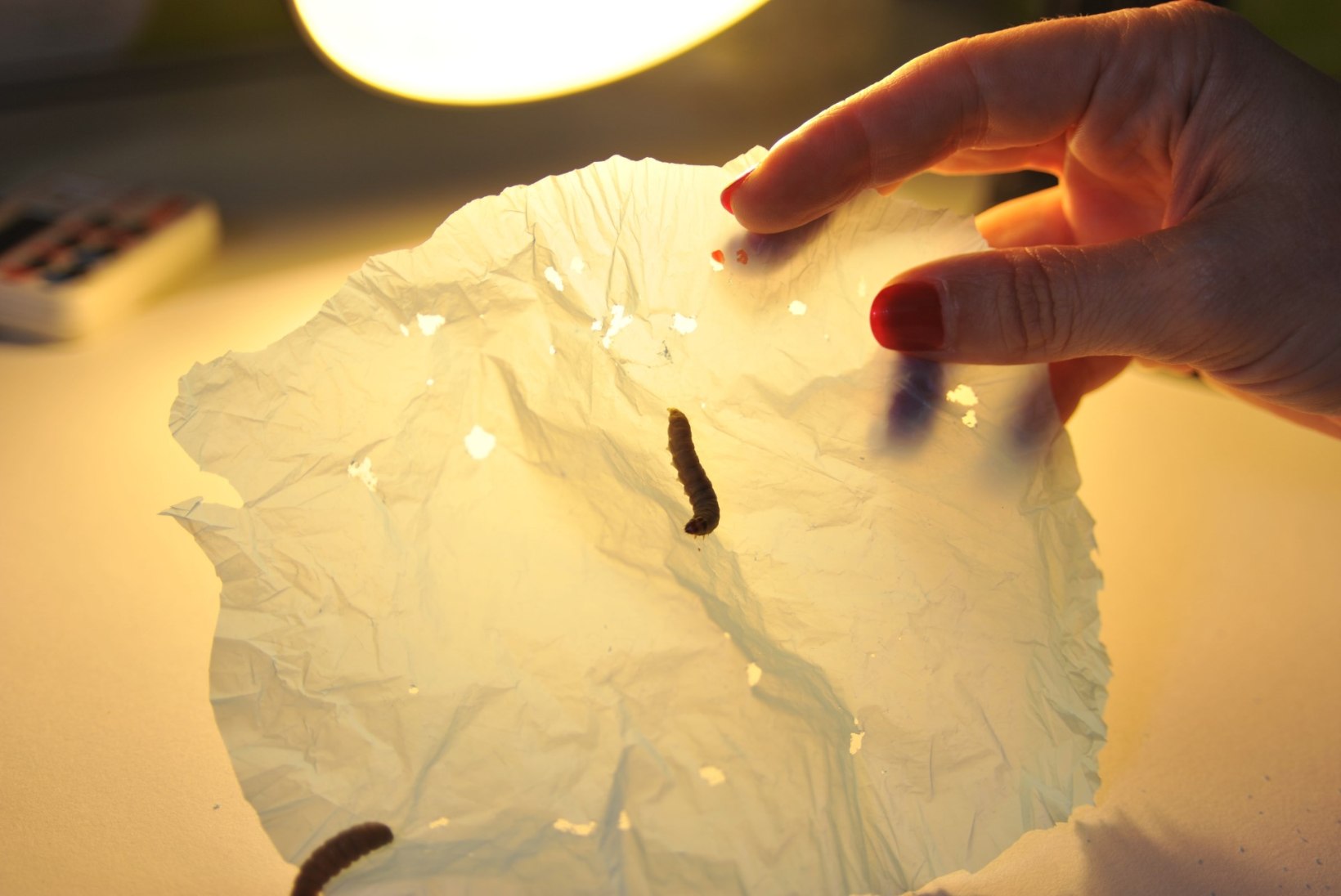 Ootamatu avastus: liblikaröövik sööb kilekotte