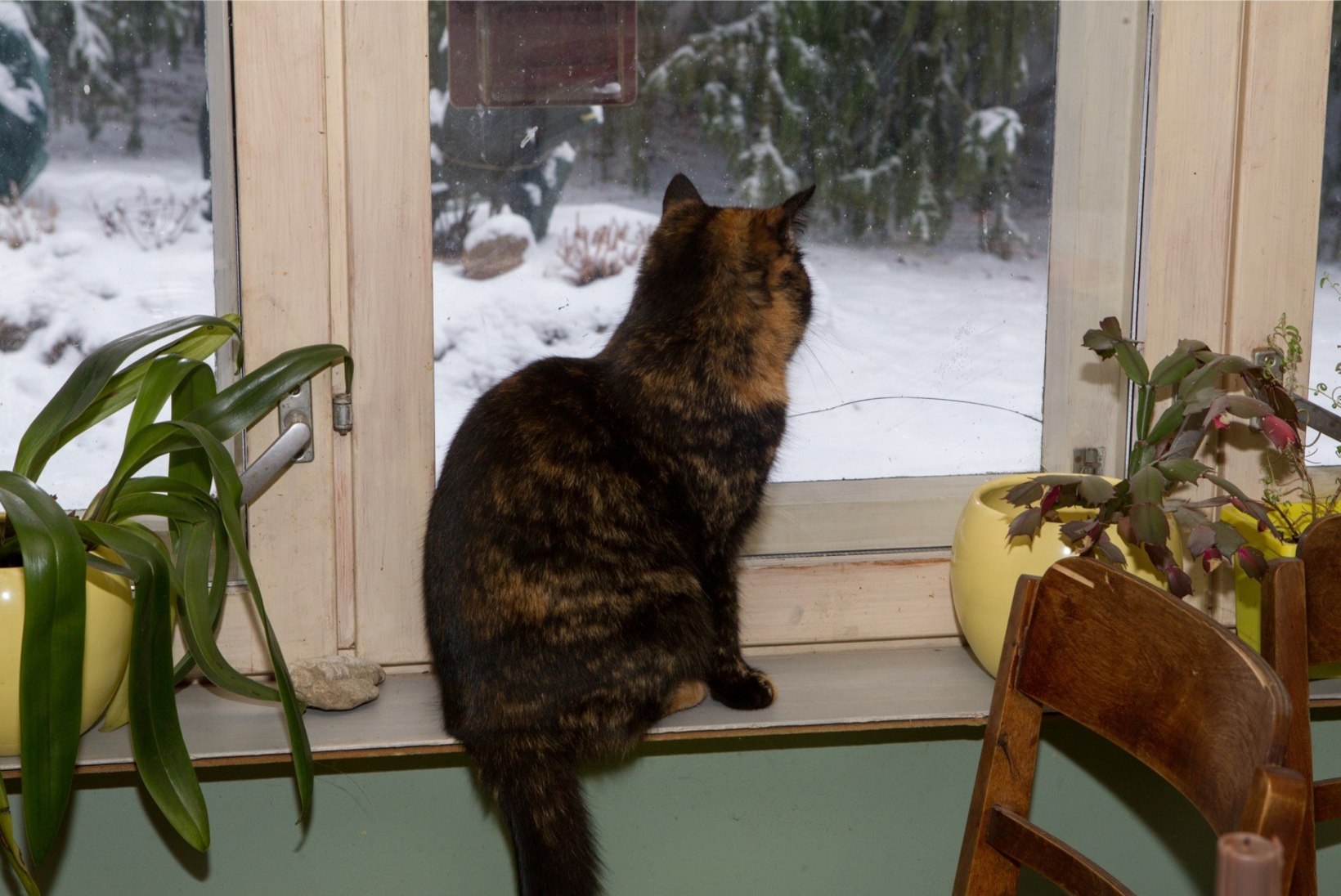 MTÜ Kasside turvakodu manitseb: ära lase oma kassil aknast kukkuda!