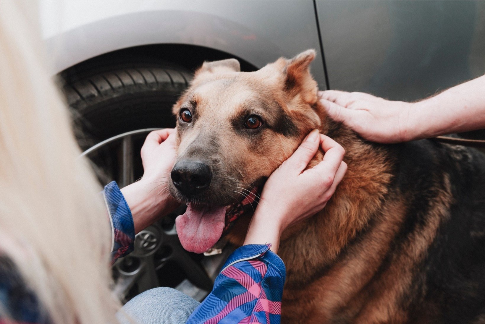 ÕHTULEHE VIDEO JA FOTOD | Lehtses päästeti koer Hallike julma omaniku käest 