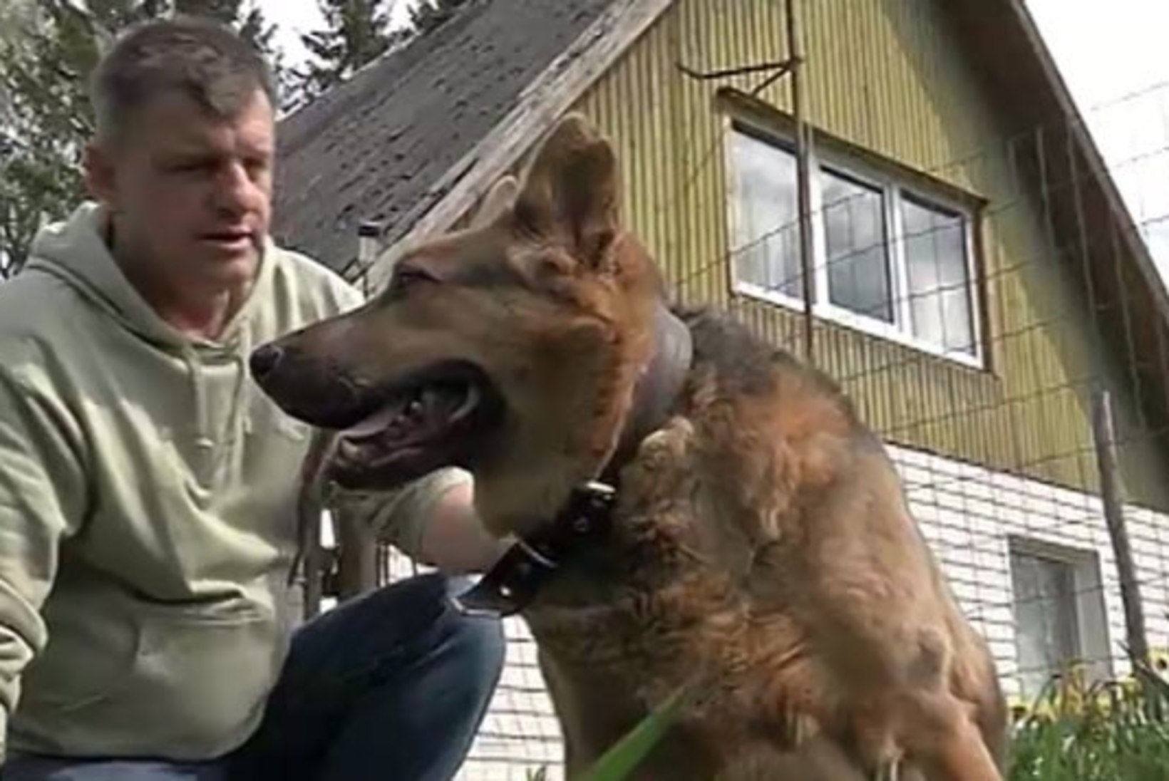 TV3 VIDEO | Kuidas läheb hooletu omaniku käest päästetud koer Hallikesel?