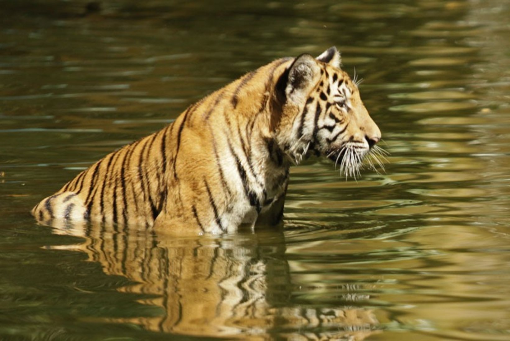 Briti loomaaias tappis tiiger talitaja