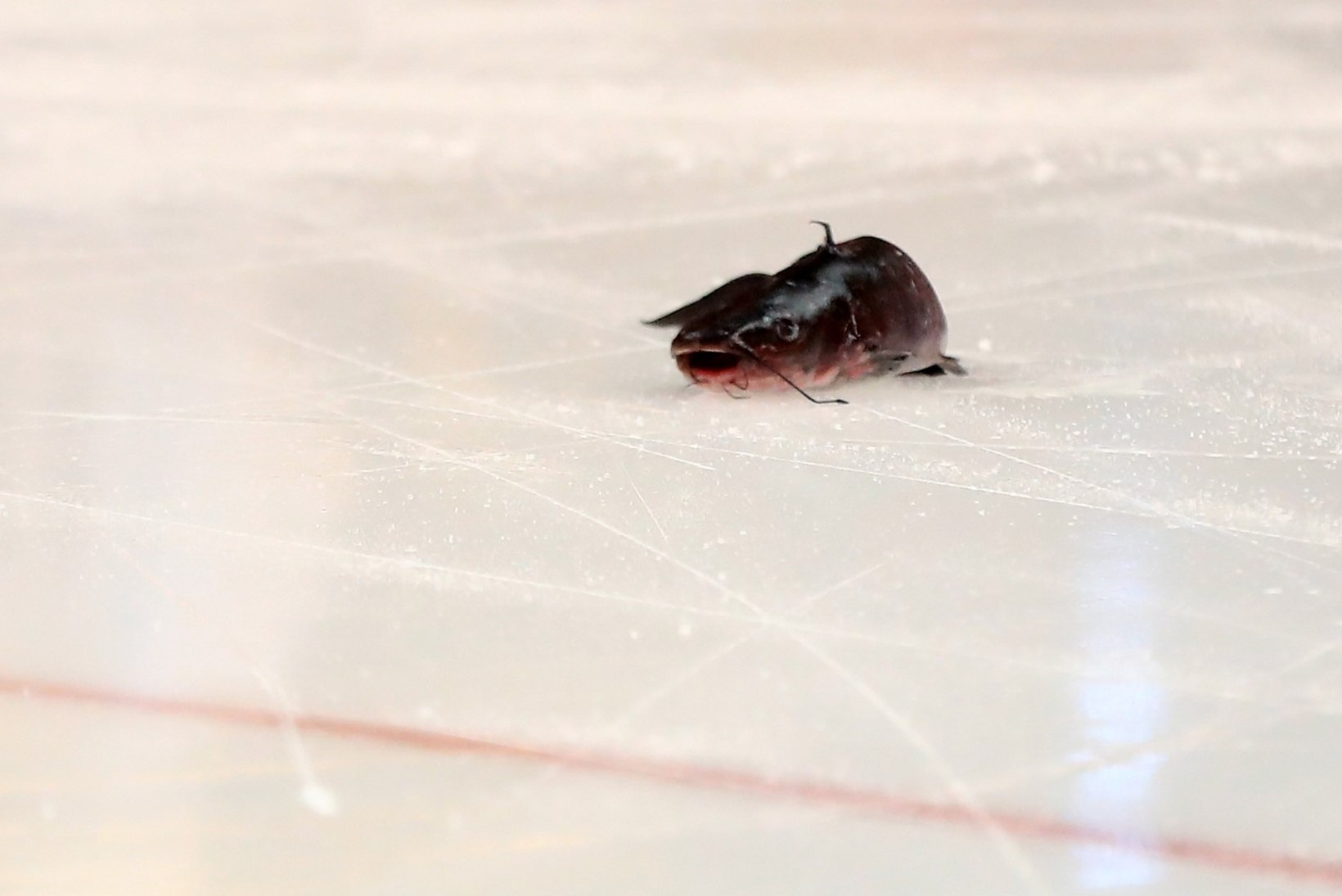 Miks NHLi klubi fännid järjepidevalt kalu jääle pilluvad?