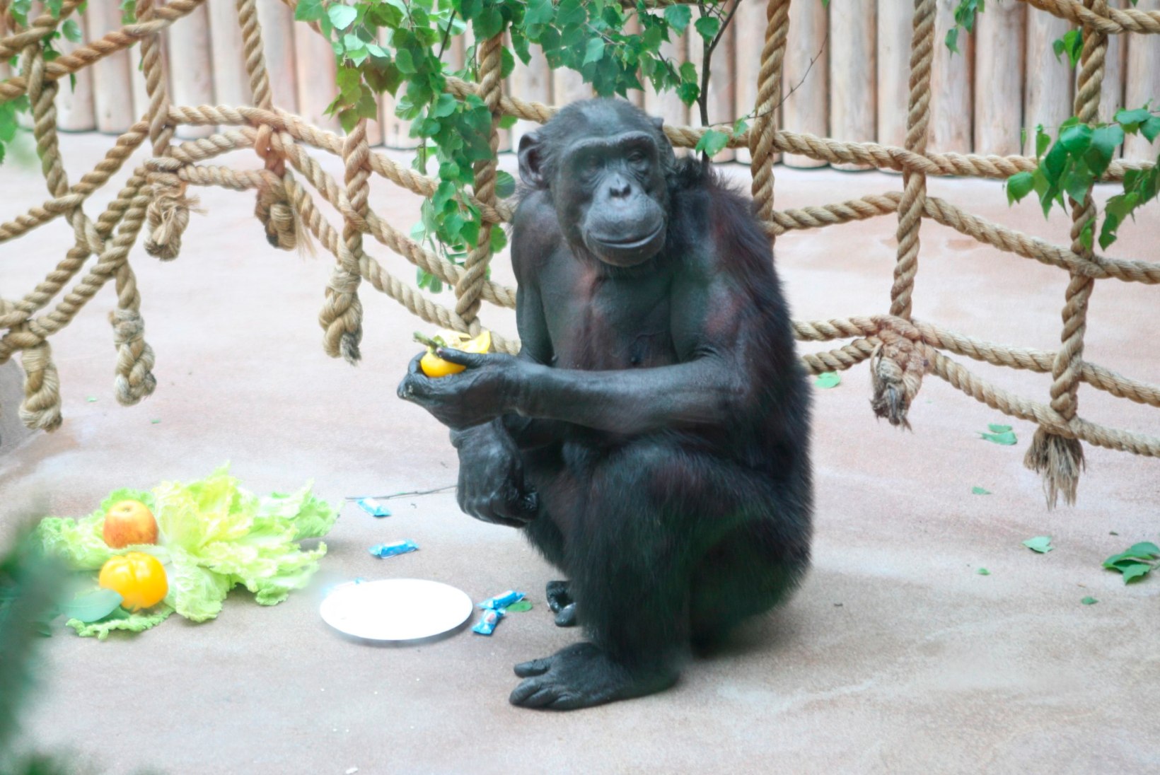 New Yorgi kohus otsustas: šimpansid ei ole inimesed