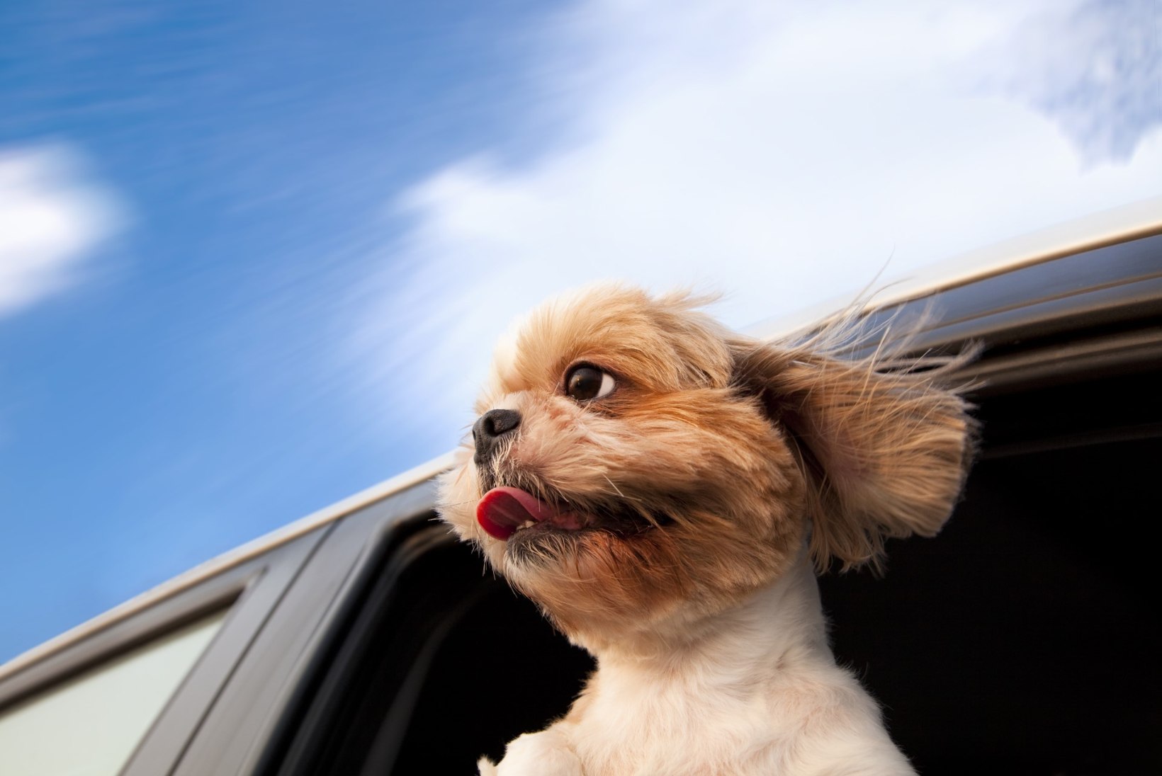KURIKAT POLE VAJA: vaata, kui kasulikuks võib liikluses osutuda koer!
