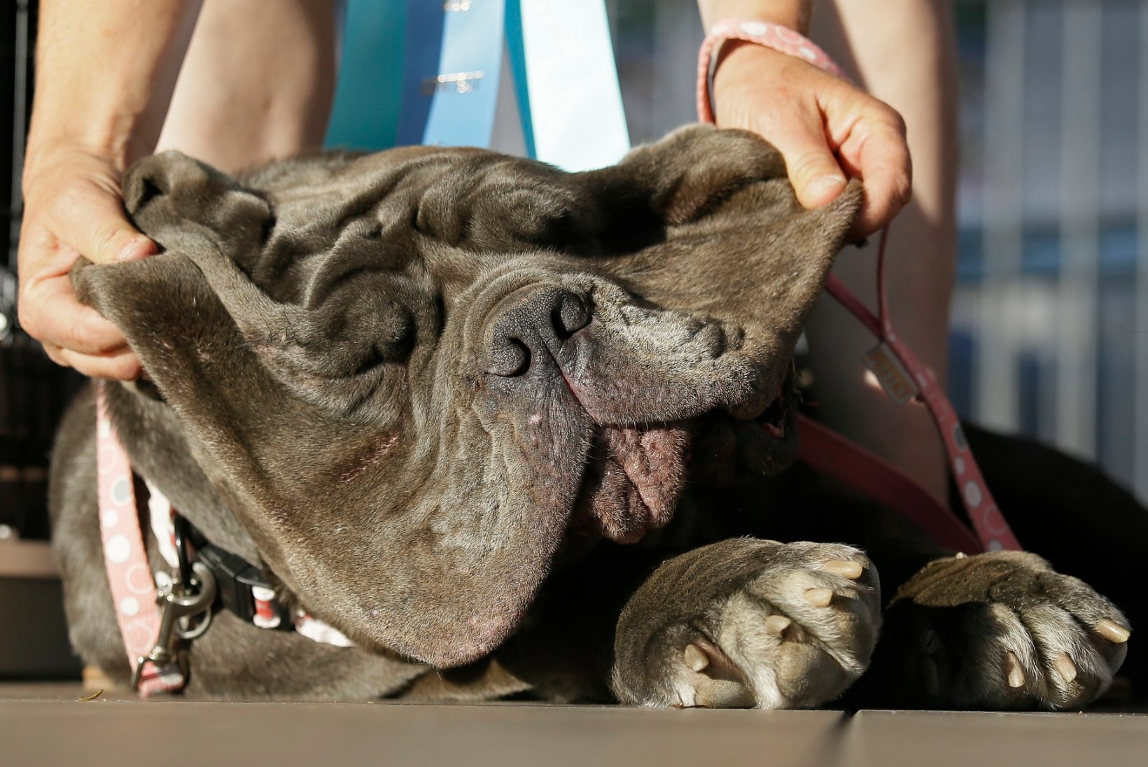 FOTOD | Maailma koledaimaks koeraks krooniti õudne Napoli mastif Martha
