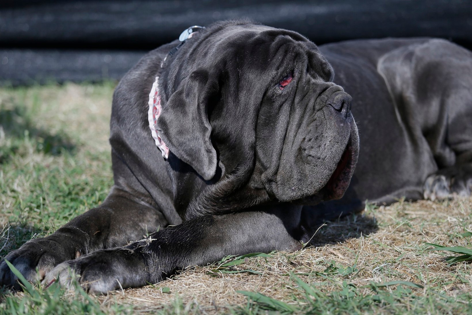 FOTOD | Maailma koledaimaks koeraks krooniti õudne Napoli mastif Martha