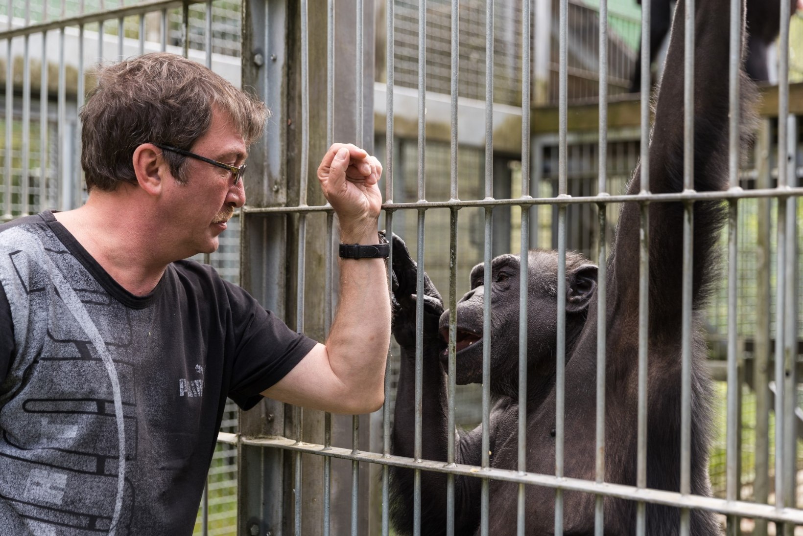 Südamlik šimpans Pino tähistab 30. sünnipäeva