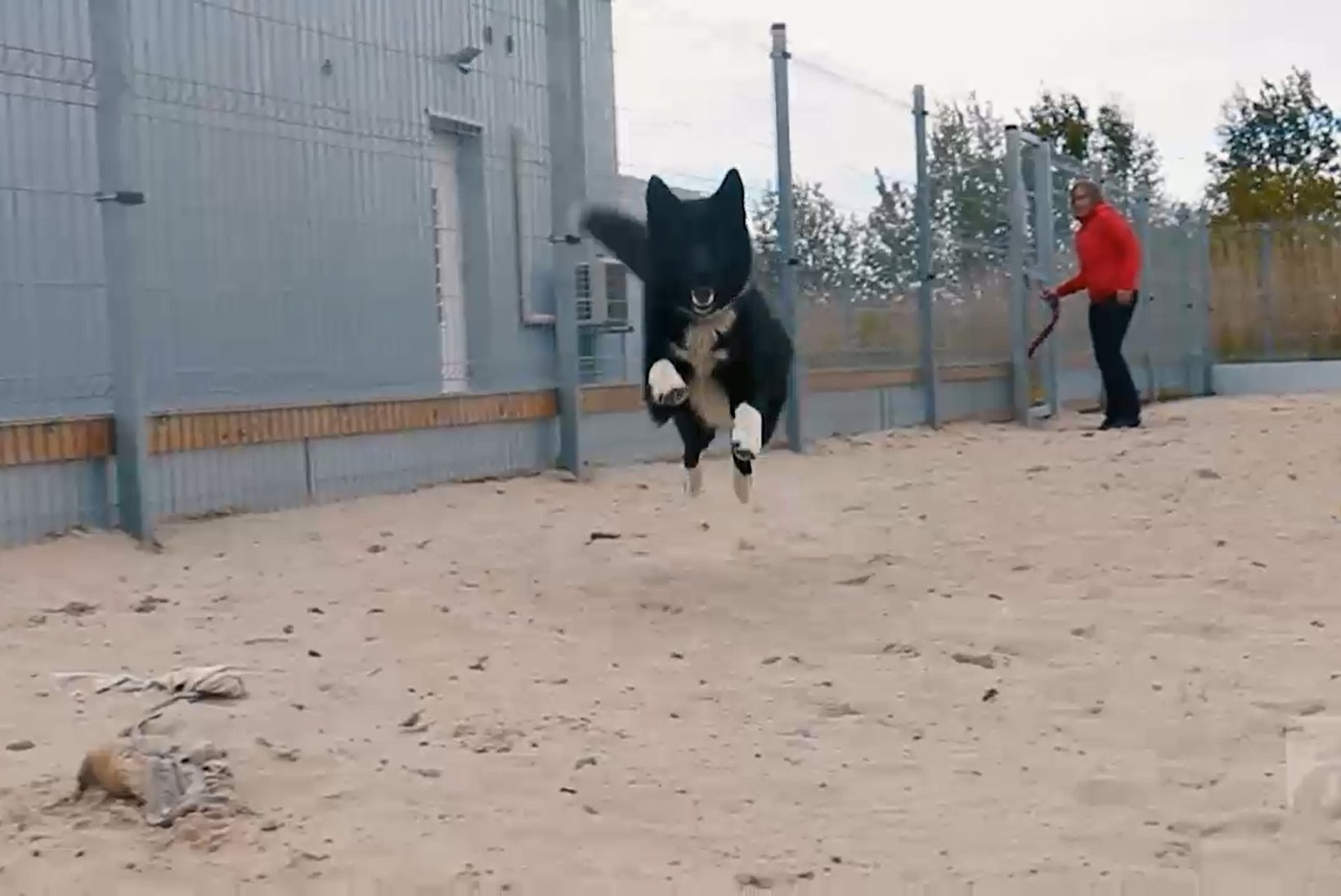 ÕHTULEHE VIDEO | Koduotsija: maailma rõõmsaim ja energilisim koer Joy