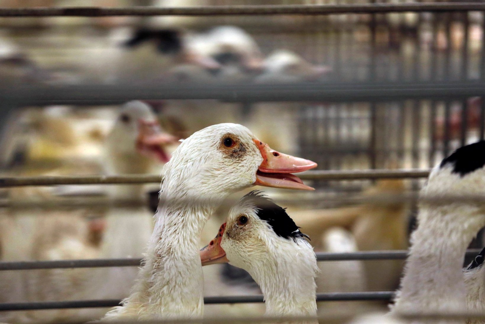 Loomakaitseorganisatsioonid otsivad võimalusi Euroopas foie gras tootmise piiramiseks ja muutmiseks