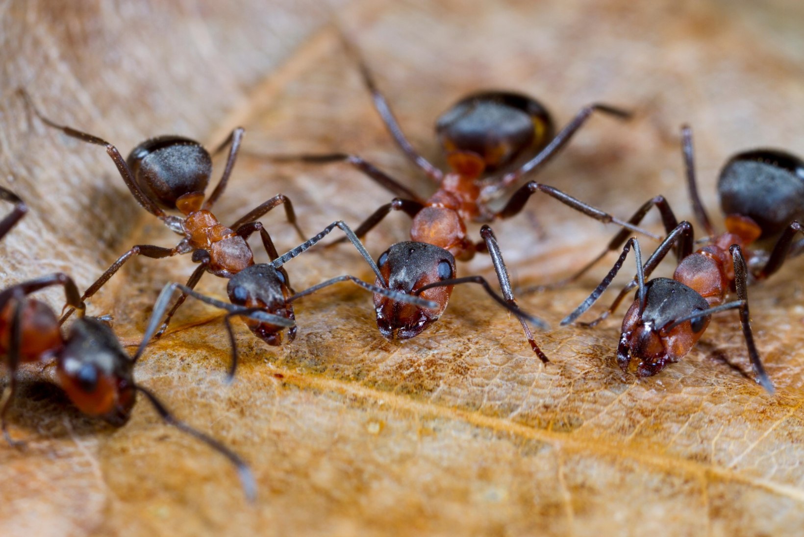 Inimesed ja sipelgad: sarnasemad, kui arvata oskame