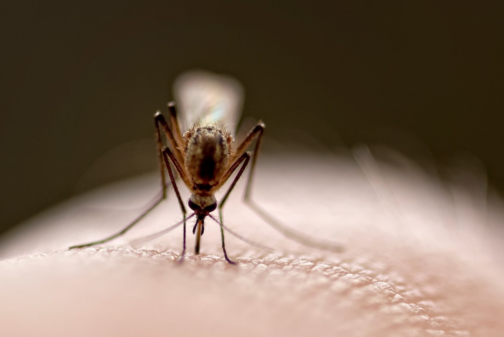PÄEVAKAJALINE: millal tuleks putukahammustust arstile näidata?