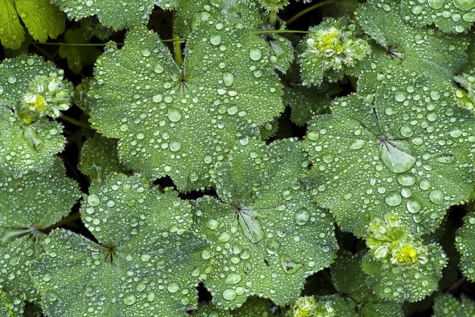 Imeline kortsleht: taim, mis vähendab valu, noorendab ja ravib