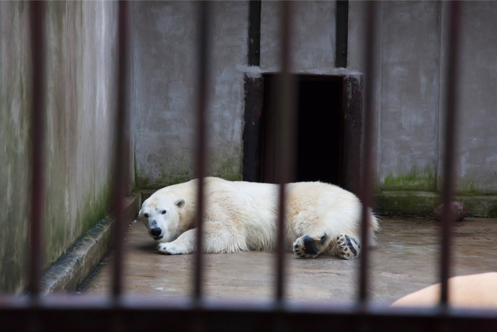 FOTOD | Meie loomaaia jääkarude uus kodu kerkib mühinal!