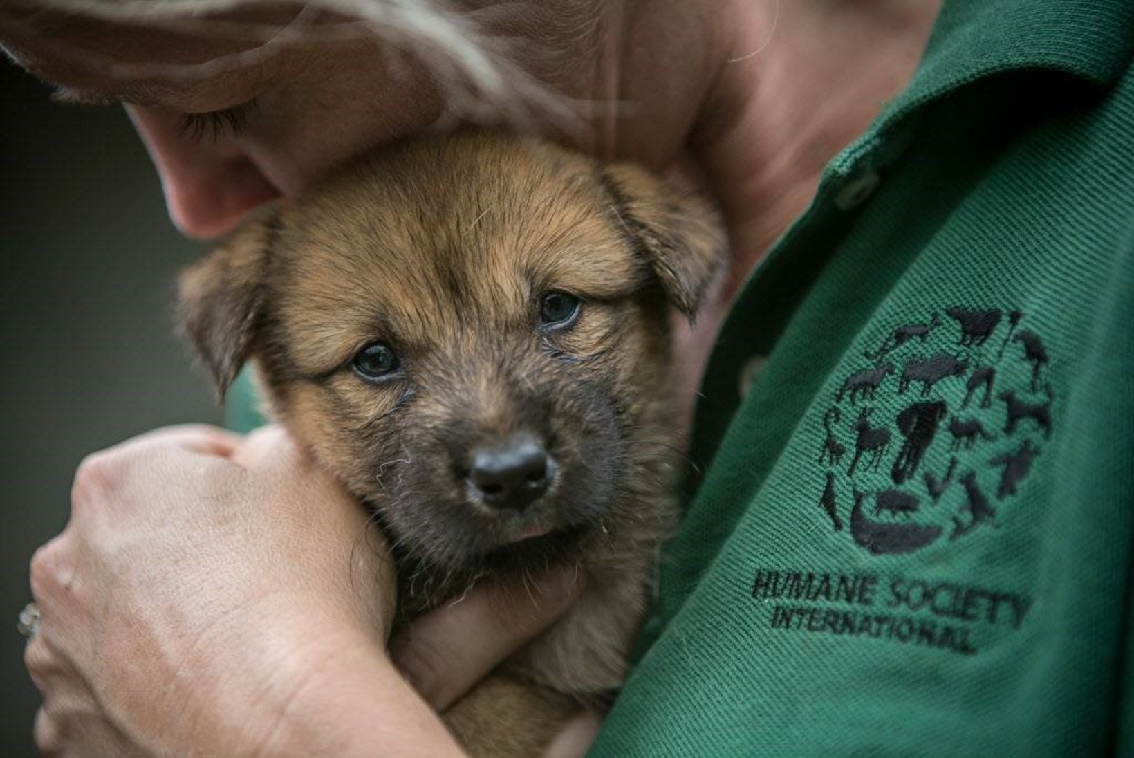 VIDEO | 149 koera ja kutsikat päästeti Korea lihafarmist veristamisest
